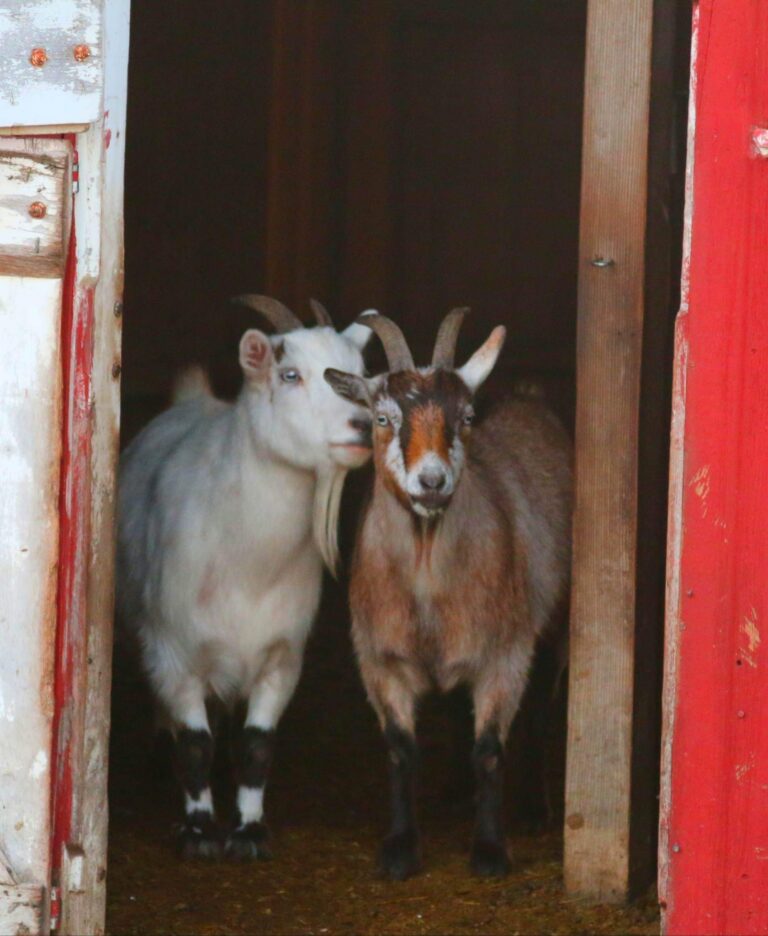 Goats standing in doorway of barn at McFable Farm